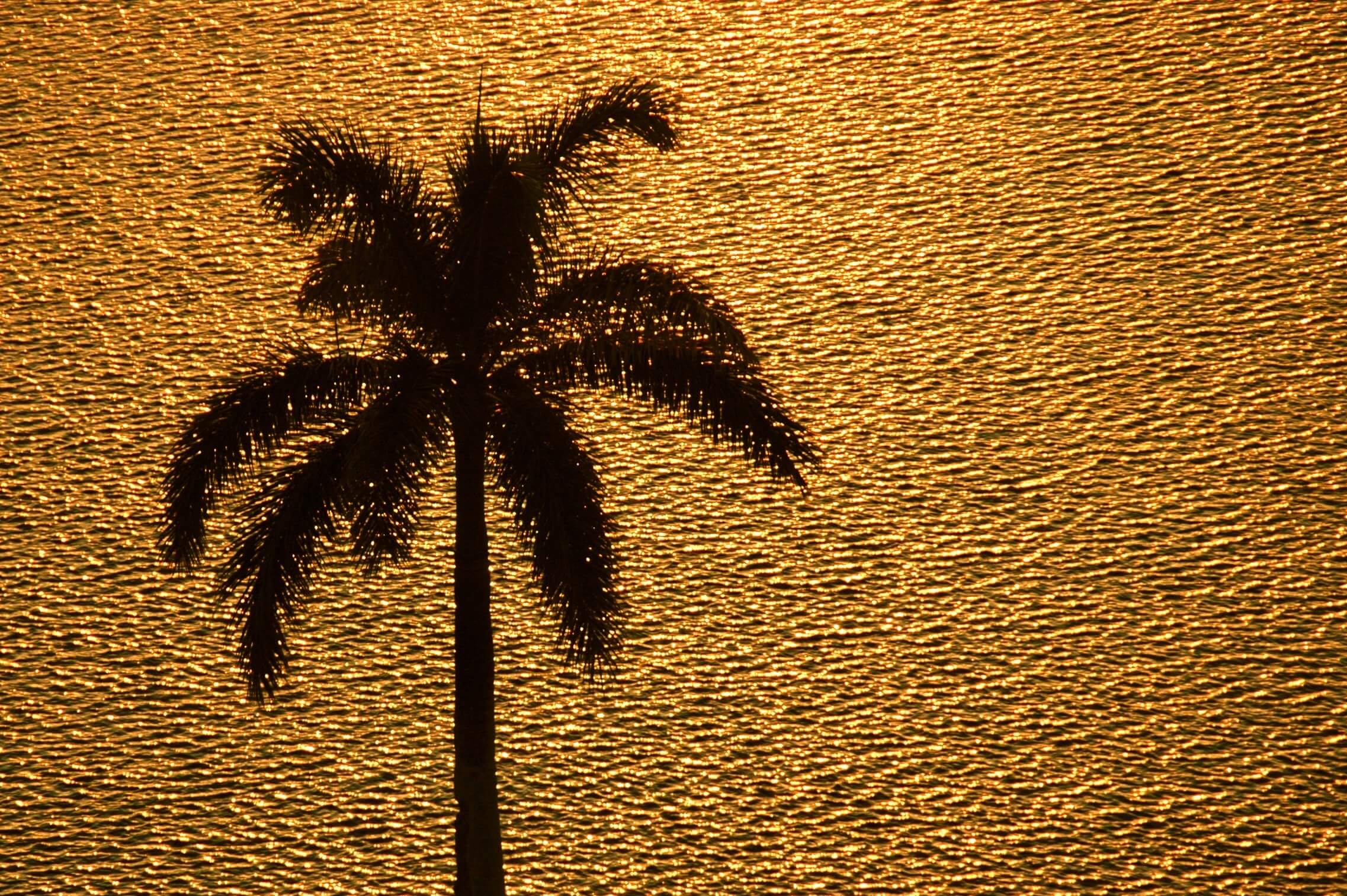 gold_palm_beach-761828-edited.jpg