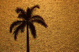 gold_palm_beach.jpg