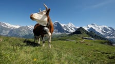 swiss_cow_total_digital_security-3.jpg