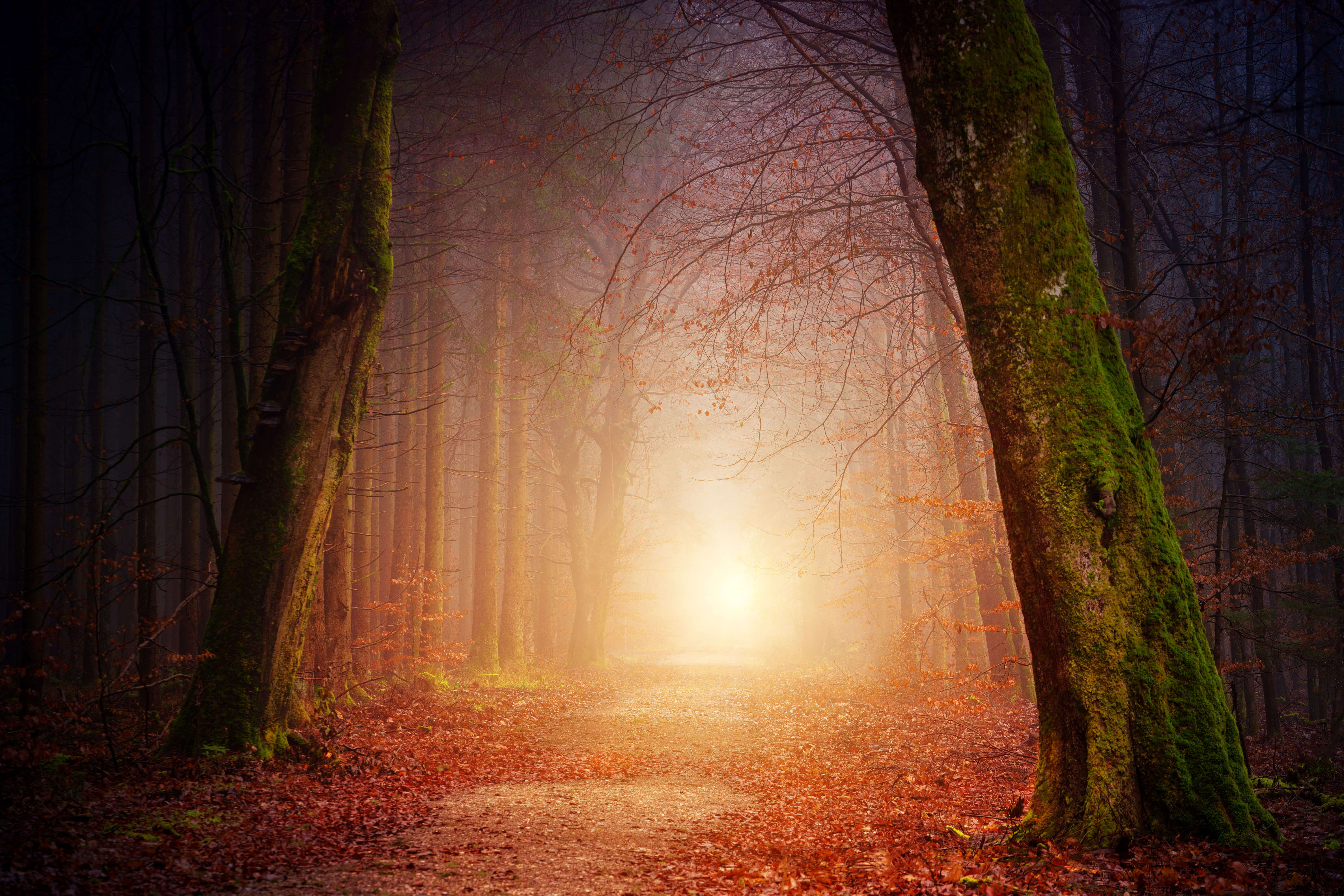 foggy trail lined by trees with rising sun at end of path